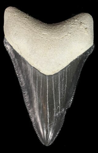 Serrated Megalodon Tooth - Bone Valley, Florida #48677